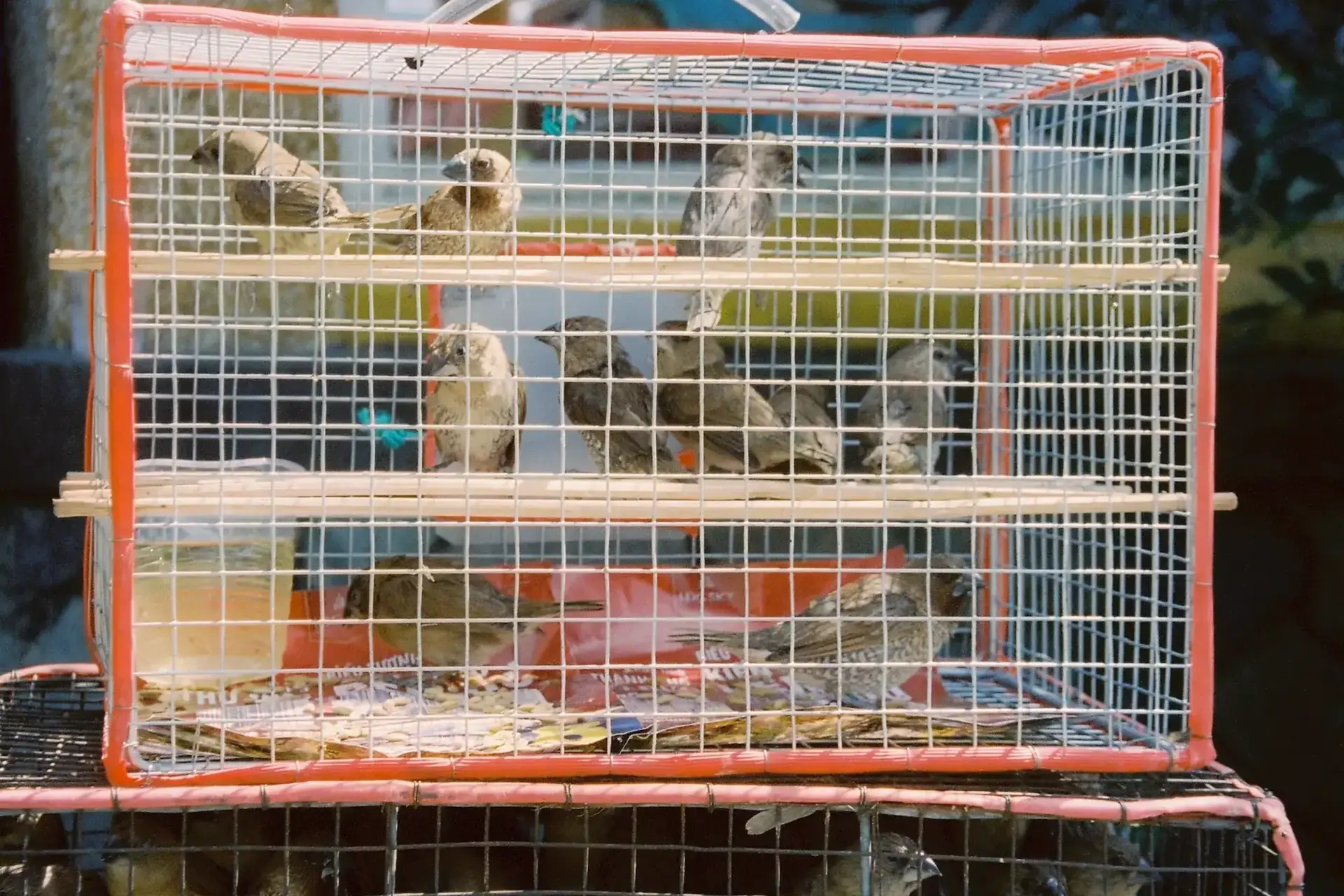 Pet birds in a ventilated travel cage
